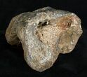 Woolly Rhinoceros Ankle Bone - Late Pleistocene #3452-2